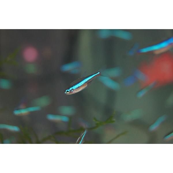 【淡水魚】【通販】グリーンネオンテトラ【50匹】（生体）