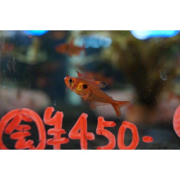 【淡水魚】【通販】レッドファントムルブラ ワイルド【1匹 サンプル画像】（生体）