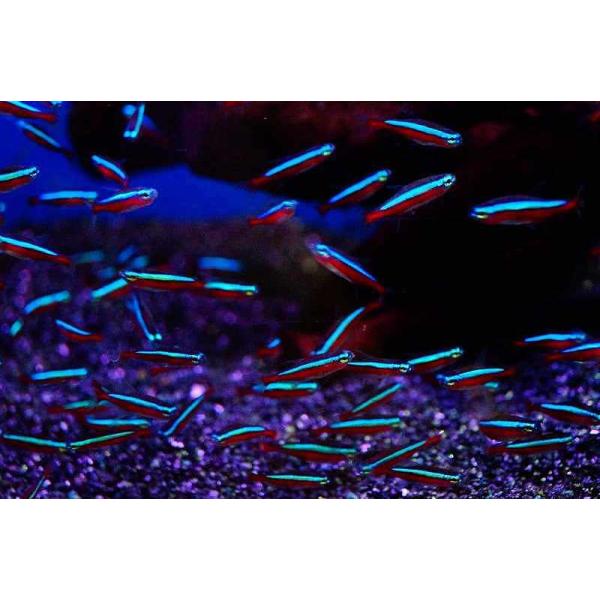 【淡水魚】【通販】カージナルテトラ コロンビア産 ワイルド【5匹 サンプル画像】（生体）