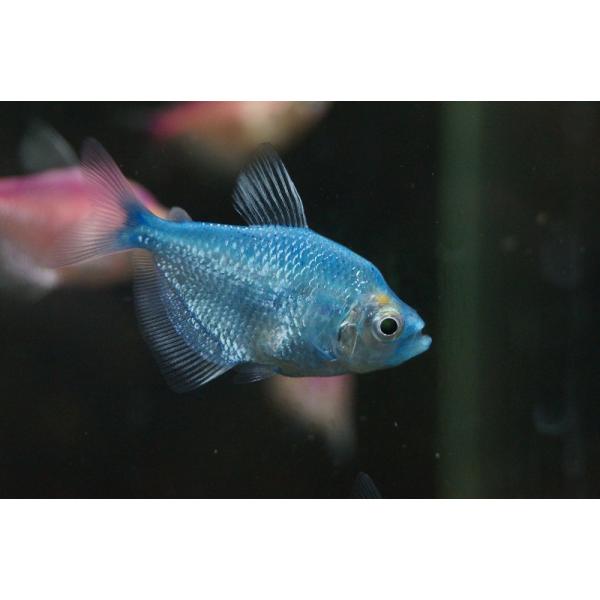 【淡水魚】【通販】カラーブラックテトラ(色指定不可)【5匹 サンプル画像】（生体）
