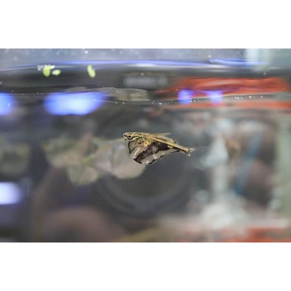 【淡水魚】【通販】マーブルハチェット ワイルド【1匹 サンプル画像】（生体）