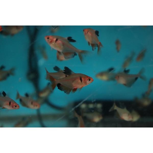 【淡水魚】【通販】ロングフィンジュエルテトラ【3匹 サンプル画像】(珍カラ)