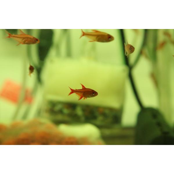 【淡水魚】【通販】激安 レッドチェリーテトラ【1匹 サンプル画像】（珍カラ）