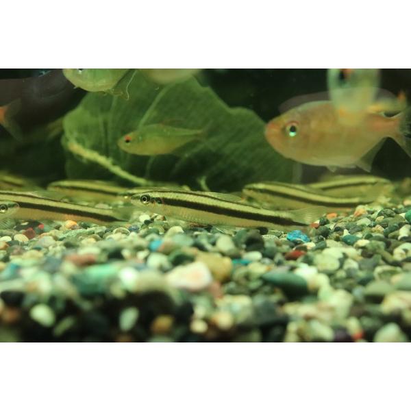 【淡水魚】【通販】髭コケ取り最強 アパレイオドン マクリシー トカンチンス産 ワイルド【1匹 サンプル画像】(珍カラ)