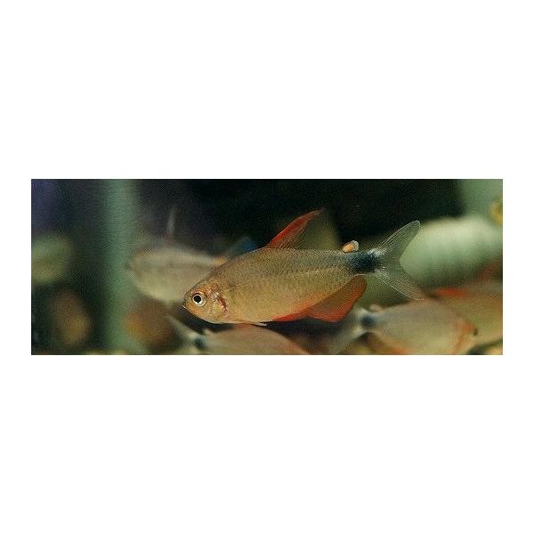 【淡水魚】【通販】更に爆安 ハイフェソブリコン ペウゲオティ【5匹 サンプル画像】(珍カラ)