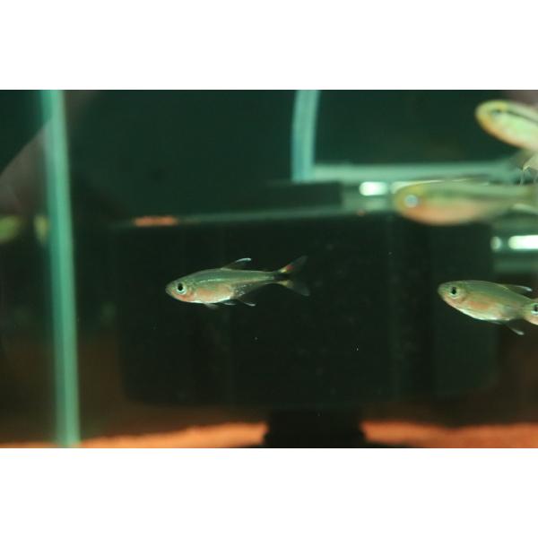 【淡水魚】【通販】マジックテールテトラ【1匹 サンプル画像】(珍カラ)