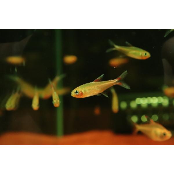 【淡水魚】【通販】謎テトラ sp NIEVA ペルー北部ペルー 産 ワイルド【1匹 サンプル画像】(珍カラ)