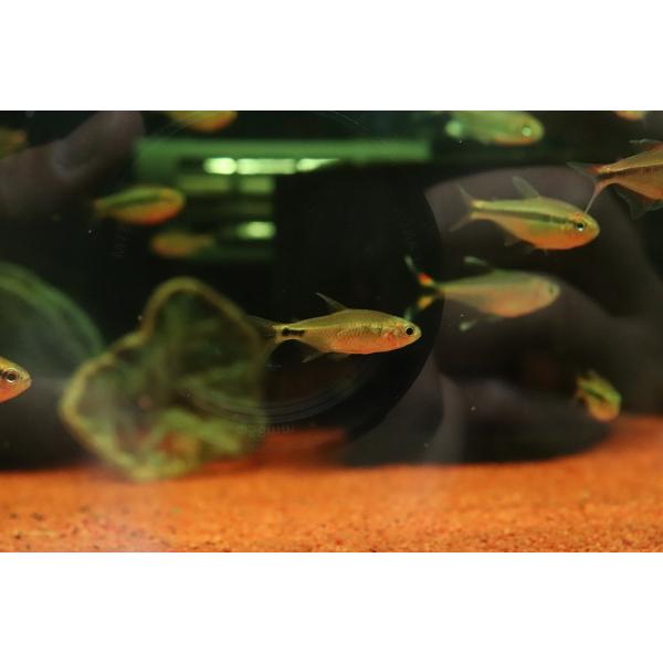 【淡水魚】【通販】激レア フィコカラックス ラスボラ ブラソノルテ産 ワイルド【１匹 サンプル画像】(珍カラ)