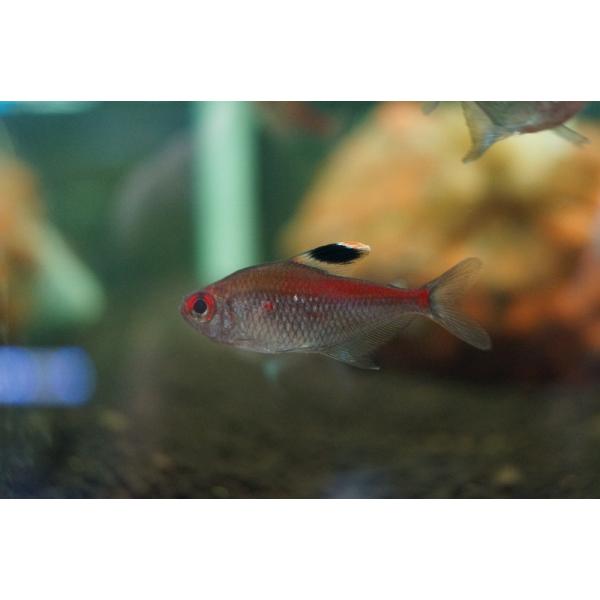 【淡水魚】【通販】久々に入荷 ダイヤモンドペレズテトラ サンタイザベル産 ワイルド【1匹 サンプル画像】（生体）