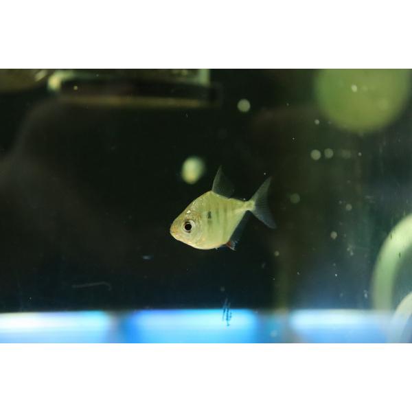 【淡水魚】【通販】タイガーメチニス【１匹 サンプル画像】(±3cm)(大型魚)