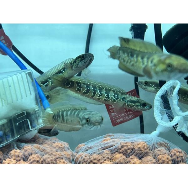 淡水魚】【通販】特価 大きめ コウタイ キャリコスネークヘッド【1匹 
