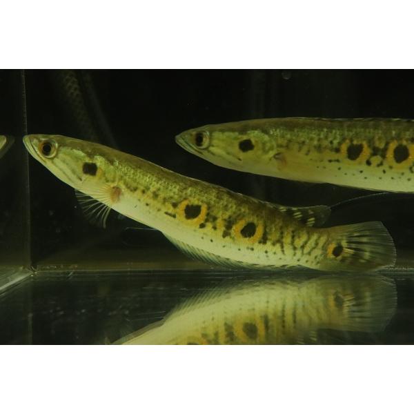 【淡水魚】【通販】大特価 大きめ フラワートーマン【1匹 サンプル画像】(±15-18cm)（大型魚・スネークヘッド）