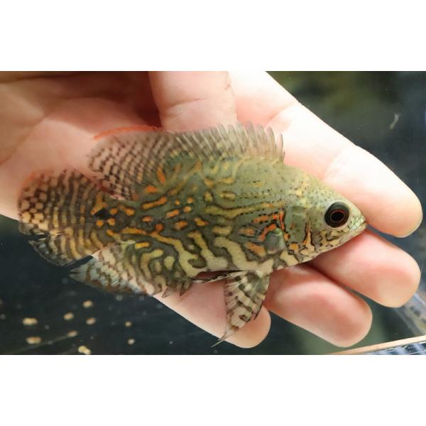 カイクビ産 ワイルドオスカー petballoonshop_zc09-10304641