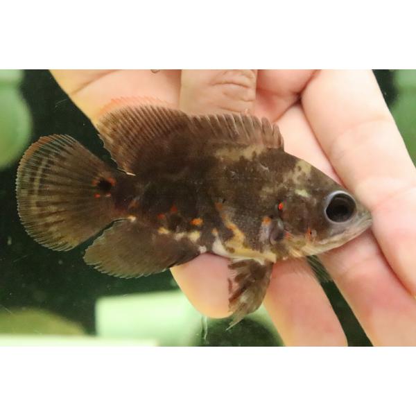 オスカー 熱帯魚 みんな探してる人気モノ オスカー 熱帯魚
