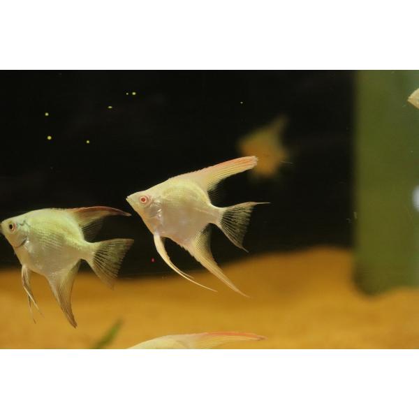 【淡水魚】【通販】大特価 オーロラエンゼルフィッシュ【１匹 サンプル画像】(エンゼルフィッシュ)