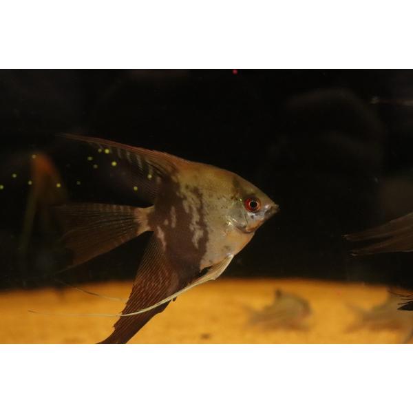 【淡水魚】【通販】ロングフィン チョコレートスモーキーエンゼルフィッシュ【１匹 サンプル画像】(エンゼル)