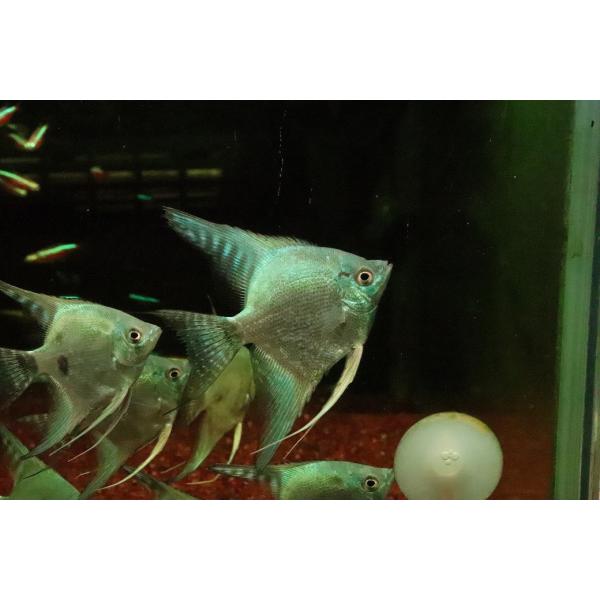 【淡水魚】【通販】グリーンサファイヤーエンゼルフィッシュ【１匹 サンプル画像】(エンゼル)