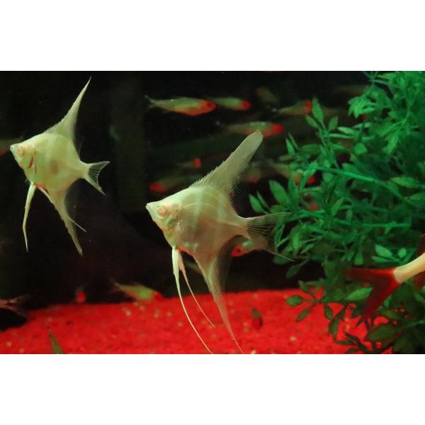 【淡水魚】【通販】アルビノダンタムエンゼルフィッシュ【１匹 サンプル画像】(エンゼル)