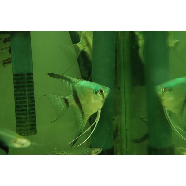 【淡水魚】【通販】ブルーゼブラエンゼルフィッシュ【1匹 サンプル画像】（エンゼルフィッシュ）