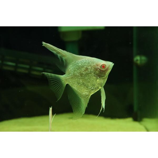 淡水魚】【通販】ギラギラ アルビノ レッドヘッドダイヤモンドエンゼル