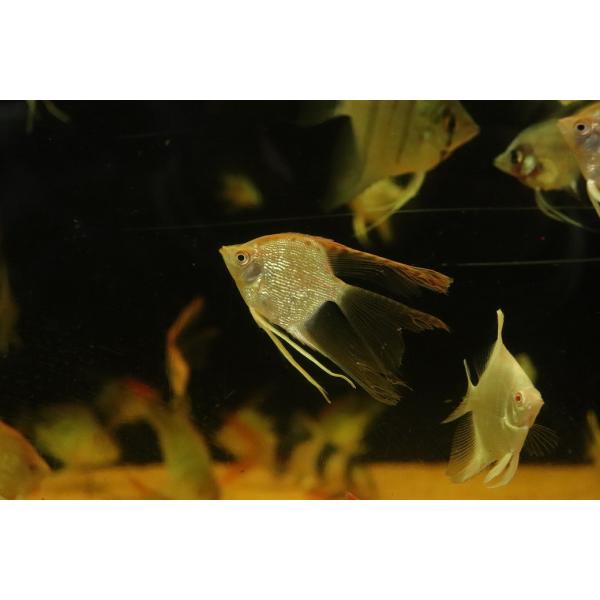 【淡水魚】【通販】ロングフィン レッドヘッドダイヤモンドエンゼルフィッシュ【１匹 サンプル画像】（エンゼルフィッシュ）