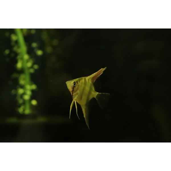【淡水魚】【通販】ネグロアルタムエンゼルフィッシュ レッドショルダーサンタイザベル産【１匹 サンプル画像】