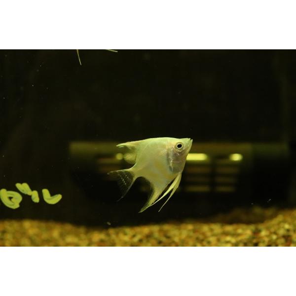 【淡水魚】【通販】プラチナブルーダイヤモンドエンゼルフィッシュ【1匹 サンプル画像】(エンゼルフィッシュ)