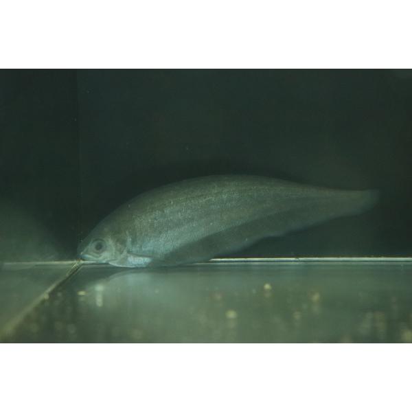 【淡水魚】【通販】アフリカンナイフフィッシュ【１匹 サンプル画像】(±6-8cm)(大型魚)