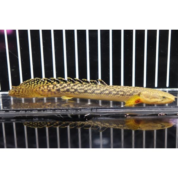 【淡水魚】【通販】ポリプテルス ビュティコフェリー (ローウェー) ギニア産 ワイルド【1匹 サンプル画像】±7-8cm