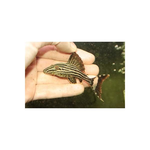 【淡水魚】【通販】ロイヤルプレコ ワイルド【1匹 サンプル画像】(±7cm)（プレコ）