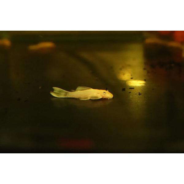 【淡水魚】【通販】特価 ロングフィン ブルーアイゴールデンミニブッシープレコ【1匹 サンプル画像】(プレコ)