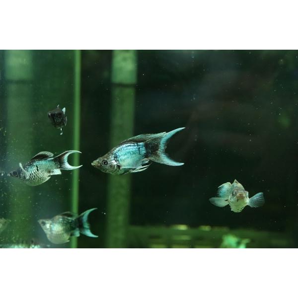 【淡水魚】【通販】ブルーエレクトリックバルーンライヤーモーリー【１匹 サンプル画像】(プラティ)