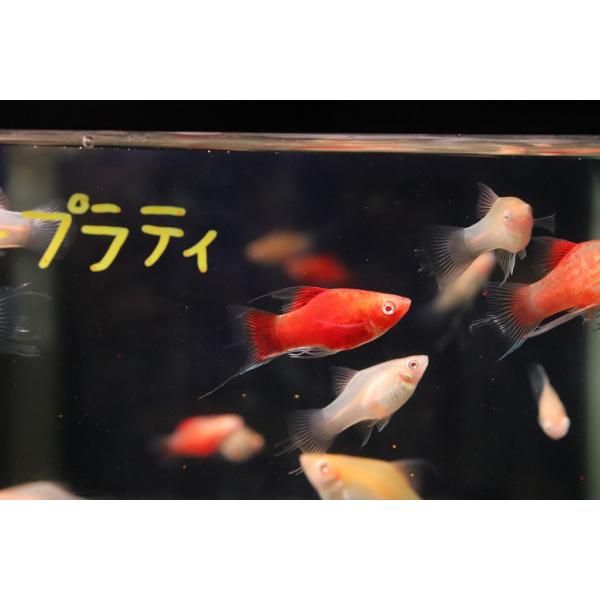 【淡水魚】【通販】レア種 アルビノライヤープラティ【１匹 サンプル画像】(プラティ)