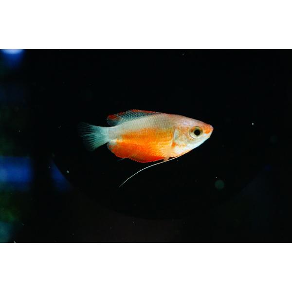 【淡水魚】【通販】レッドハニードグラミー【1匹 サンプル画像】（生体）