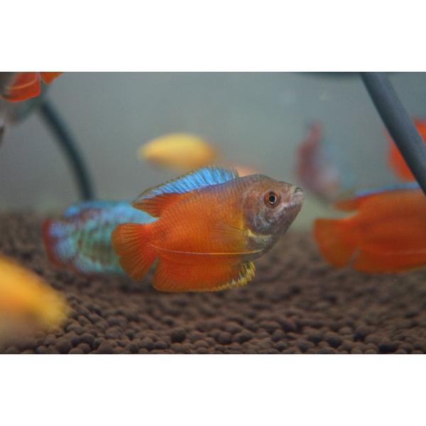 【淡水魚】【通販】サンセットグラミー【1匹】（生体）