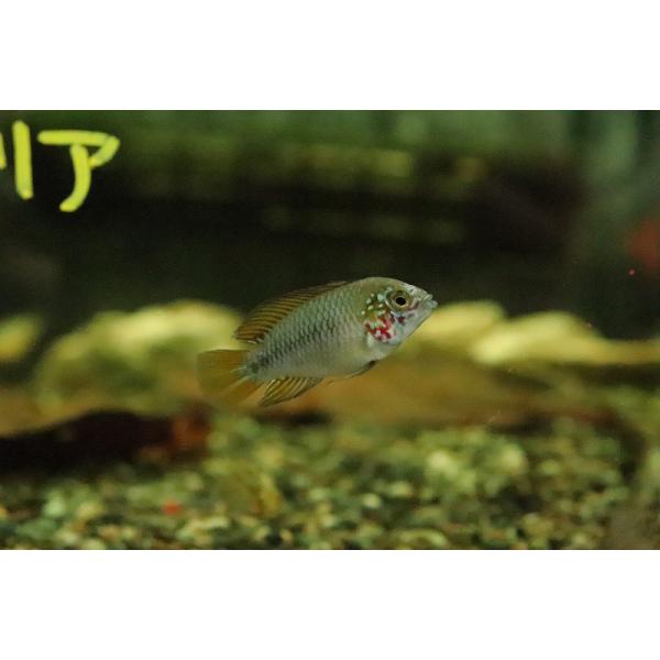 【淡水魚】【通販】アピストグラマ ボレリーレッドマスク【1ペア サンプル画像】(アピストグラマ)