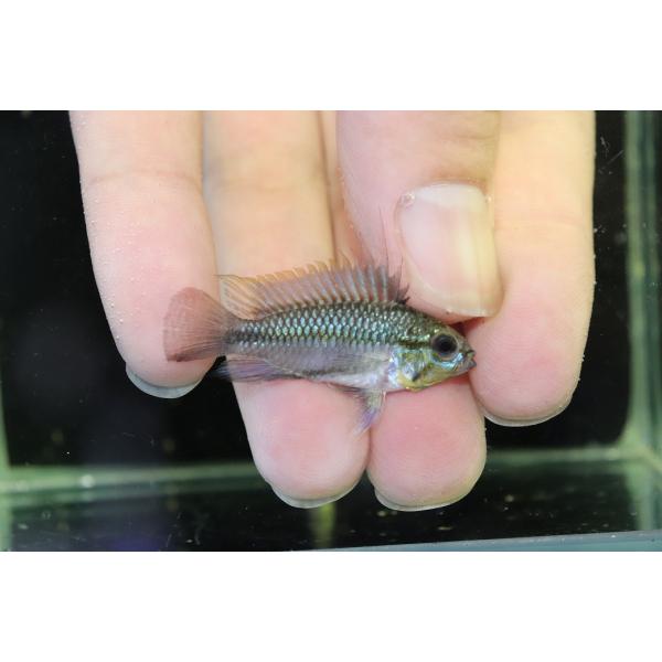 【淡水魚】【通販】アピストグラマ レッドフィンスリーストラインプ トリファスキアータ【１ペア サンプル画像】