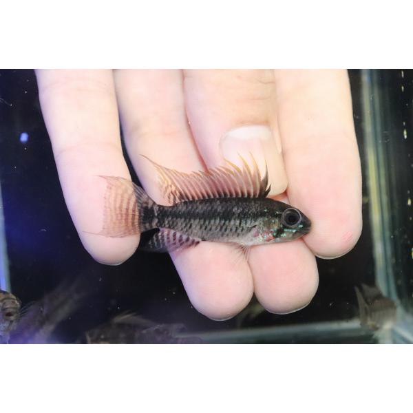 【淡水魚】【通販】アピストグラマ ペルソナータ コロンビア産 ワイルド【１匹 サンプル画像】(アピストグラマ)