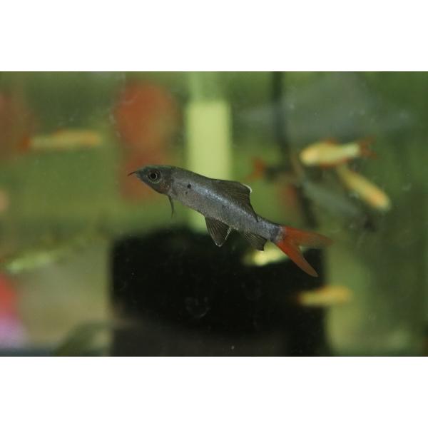 【淡水魚】【通販】爆安 レッドテールブラックシャーク【1匹 サンプル画像】（コイ科）
