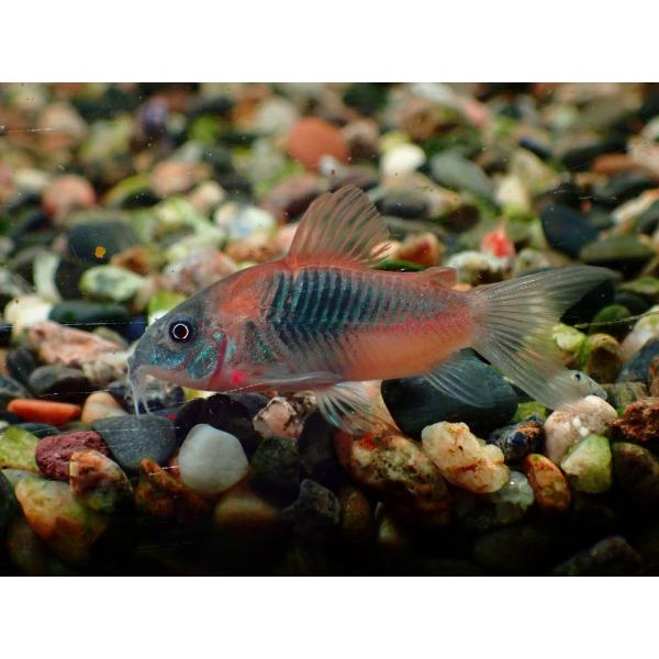 【淡水魚】【通販】コリドラス ベネズエラオレンジ【１匹 サンプル画像】(コリドラス)