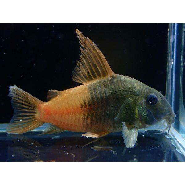 【淡水魚】【通販】コリドラス ビーコンコロール コロンビア産 ワイルド【1匹 サンプル画像】(±5cm)