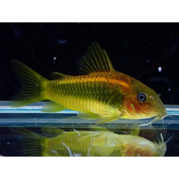 【淡水魚】【通販】コリドラス イルミネータス オレンジ ペルー産 ワイルド【１匹 サンプル画像】(±4cm)(コリドラス)