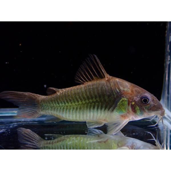 【通販 淡水魚】変わり種 コリドラス cf アエネウス ペルー産 ワイルド【１匹 サンプル画像】(±5-6cm)コリドラス