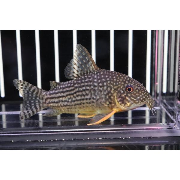 【淡水魚】【通販】コリドラス ステルバイ グァポレ産 ワイルド【1匹サンプル画像】(±4-5cm)【コリドラス】