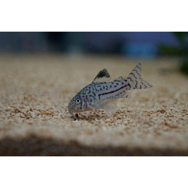 【淡水魚】【通販】コリドラス ジュリー(トリリネアータス)【1匹 サンプル画像】（生体）
