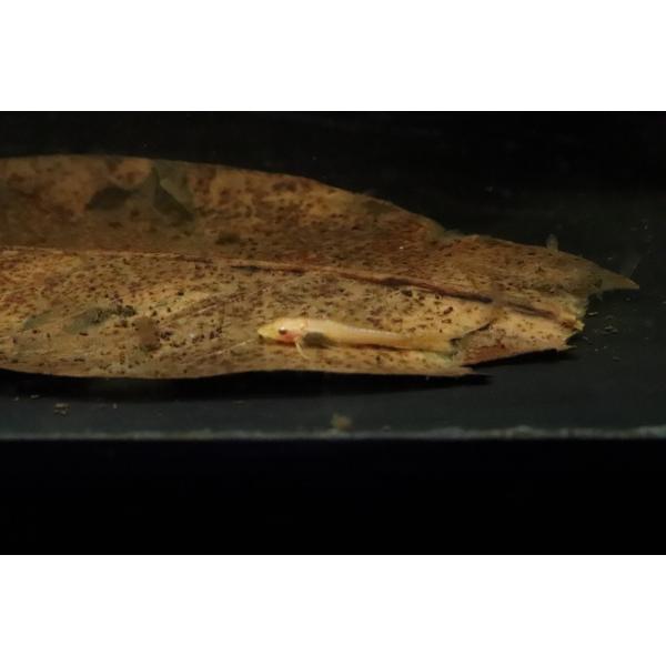 【淡水魚】【通販】大特価 オトシンネグロ ゴールデン(アルビノ ブドウ目)【1匹 サンプル画像】