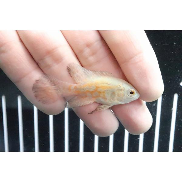 アルビノタイガーオスカーロングフィン　熱帯魚 アルビノタイガーオスカー ロングフィン｜飼育方法（飼い方・餌・水温