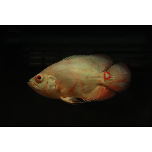 【淡水魚】【通販】ショートボディ アルビノゴールデンタイガーオスカー【１匹 サンプル画像】(±7-8cm)(大型魚)