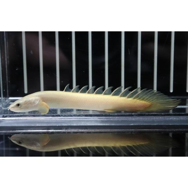 【淡水魚】【通販】大特価 白強め ポリプテルス ゴールデンセネガルス【1匹 サンプル画像】(±5-7cm)（生体）