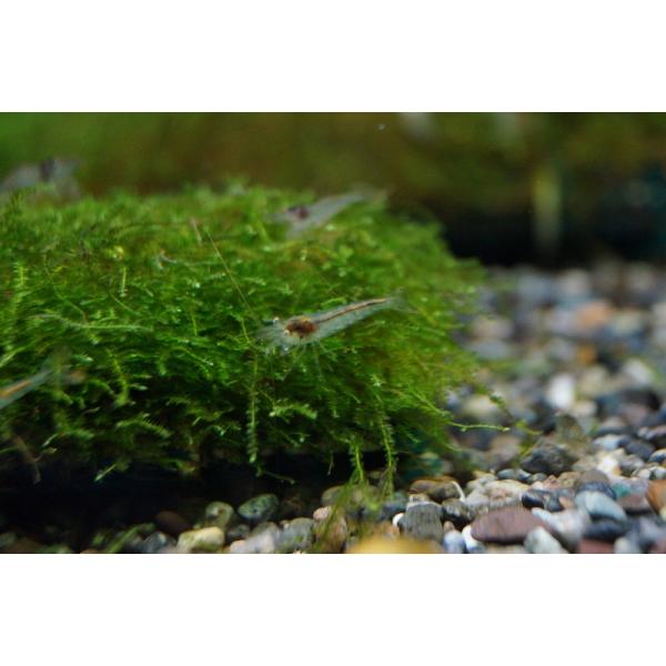 【淡水魚】【通販】ミナミヌマエビ【30匹】（生体）